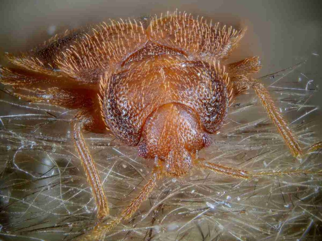 How bed bugs spread