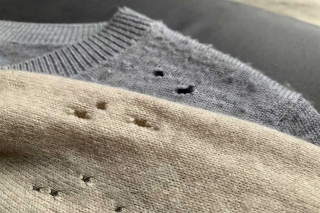Holes in clothes from moth infestation