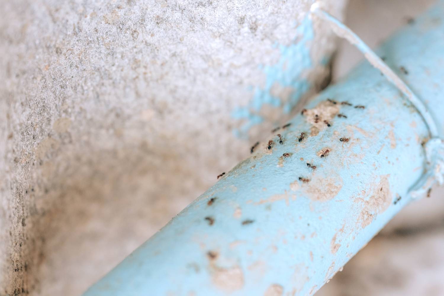 Ants on pipework