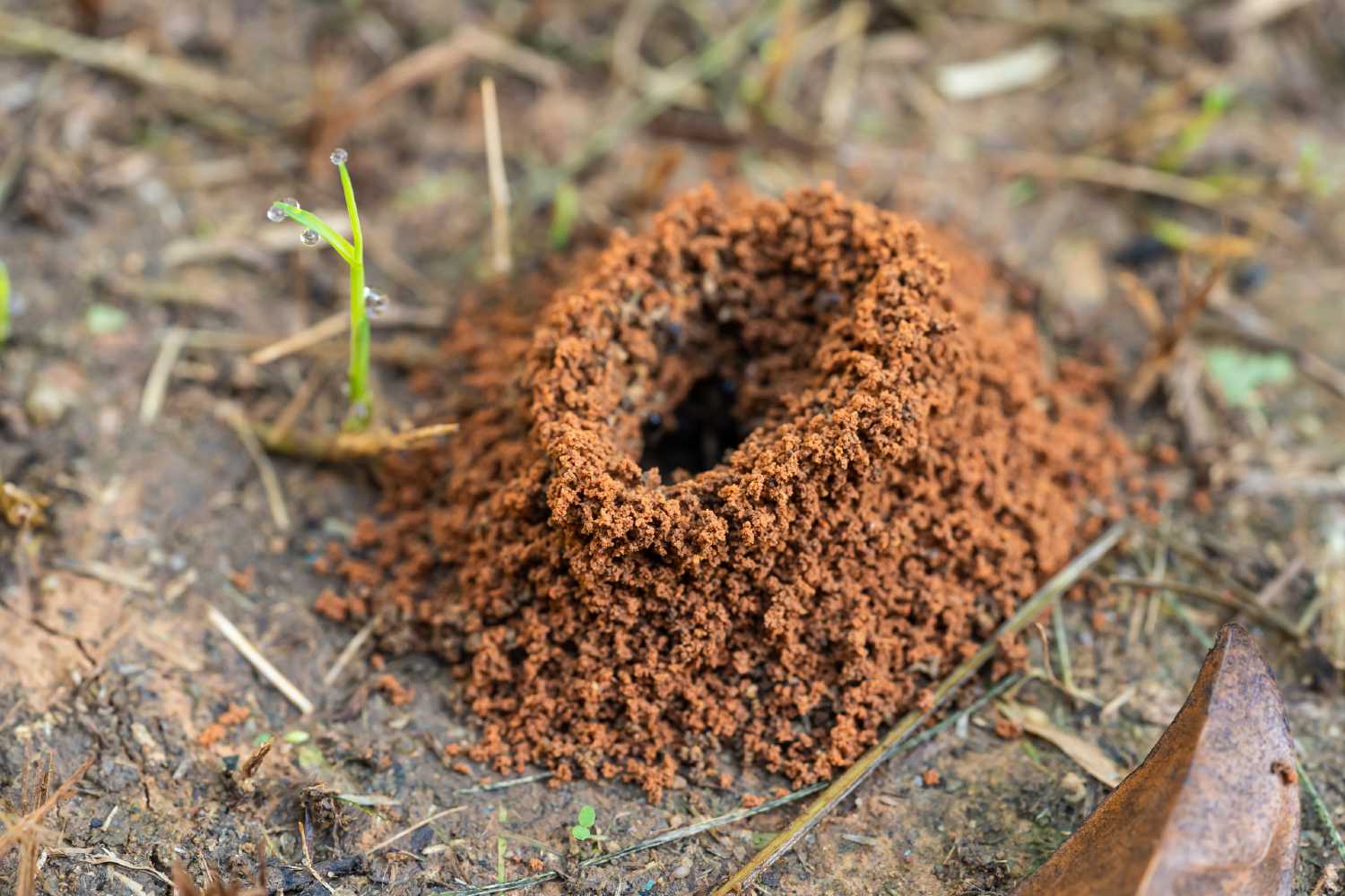 Sign of an ants nest