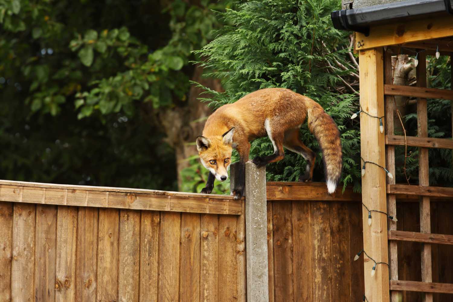 Fox walking along garden fence