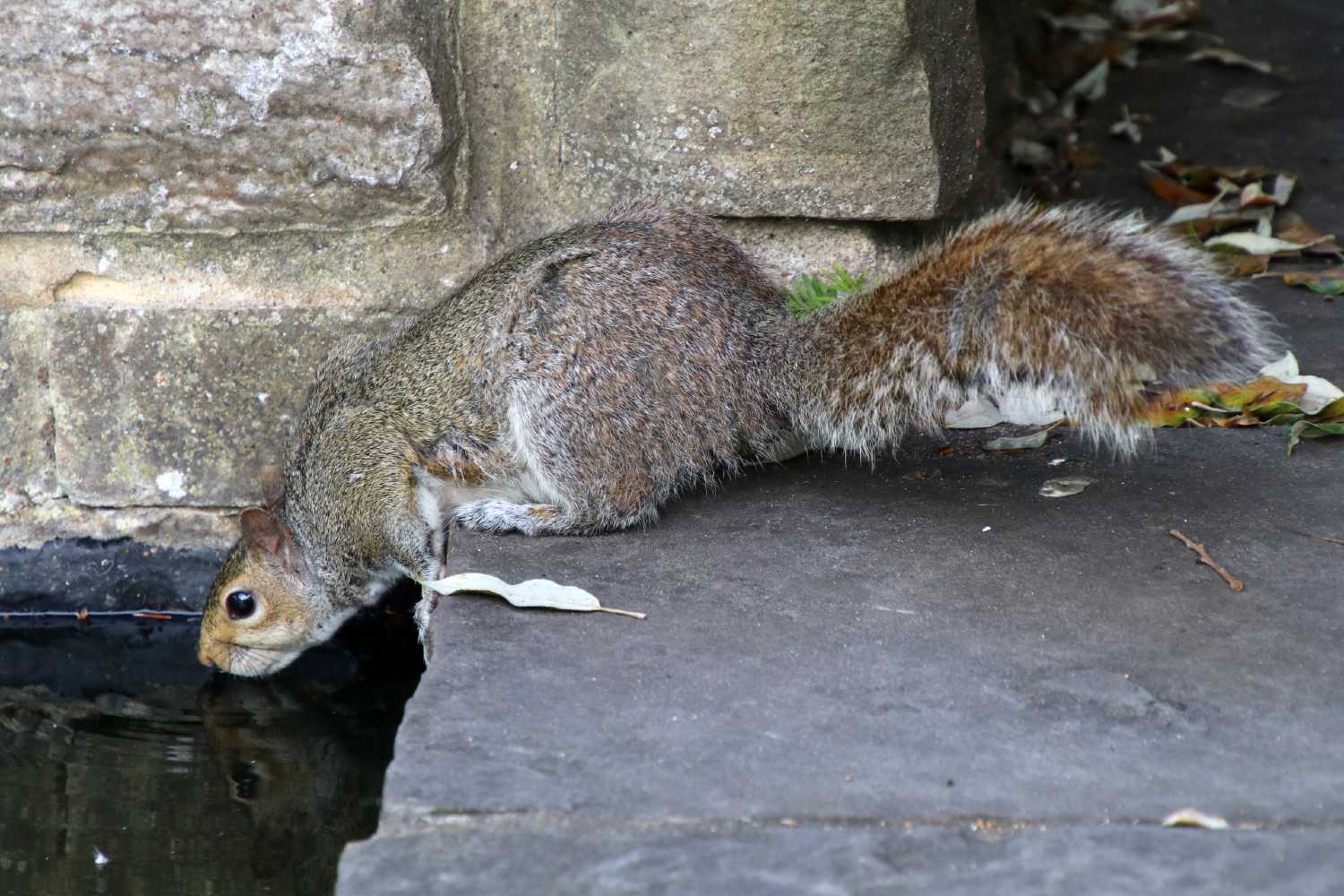 Squirrel drinking from pond